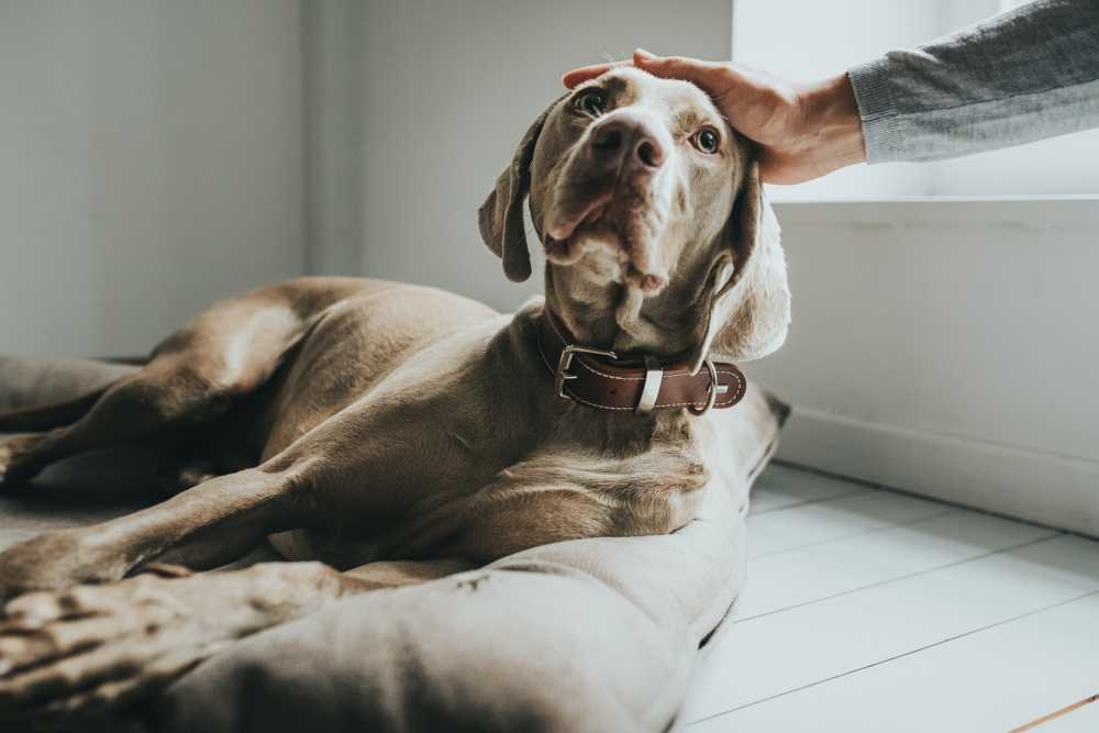 HUNTER_15572_67192_003_live_19-lpr