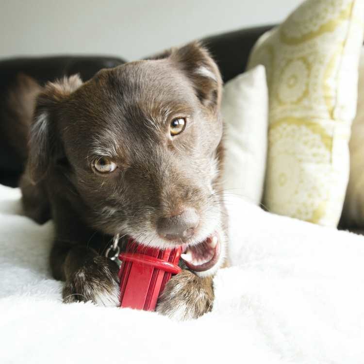 HUNTER_15883_65032_001_live_19-lpr