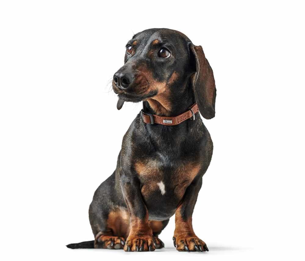 HUNTER_23181_200010_002_image_23_alpha-lpr