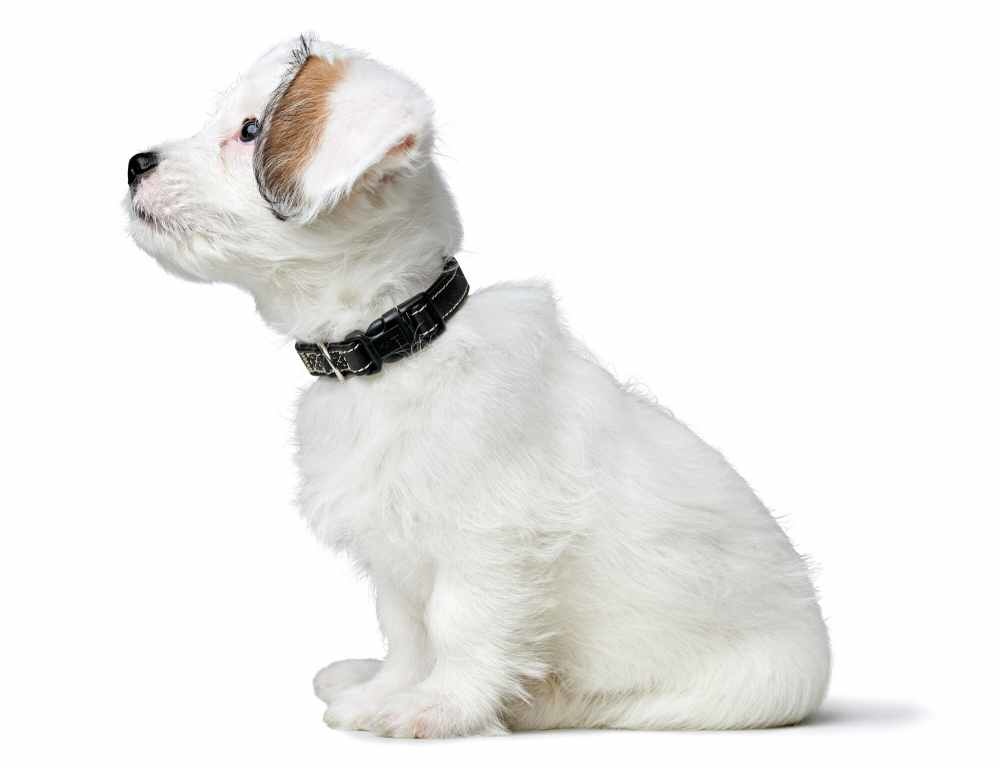 HUNTER_23190_200013_003_image_23_alpha-lpr