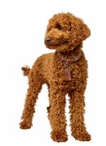 HUNTER_24554_69385_005_image_23_alpha-original