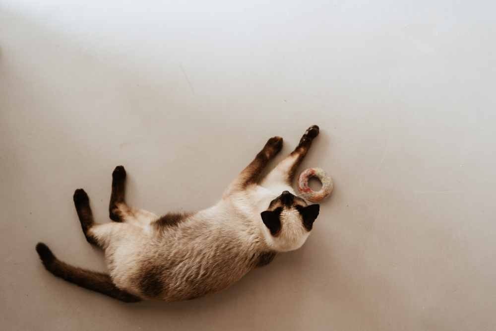 HUNTER_27562_277066_001_live_24-original