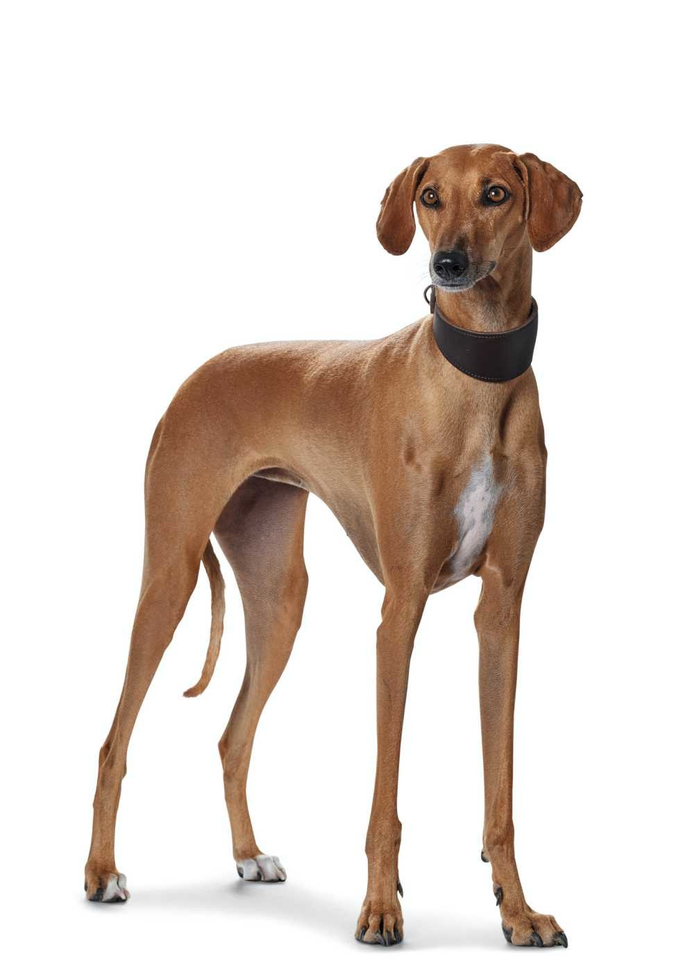 HUNTER_6630_62501_image_15-lpr