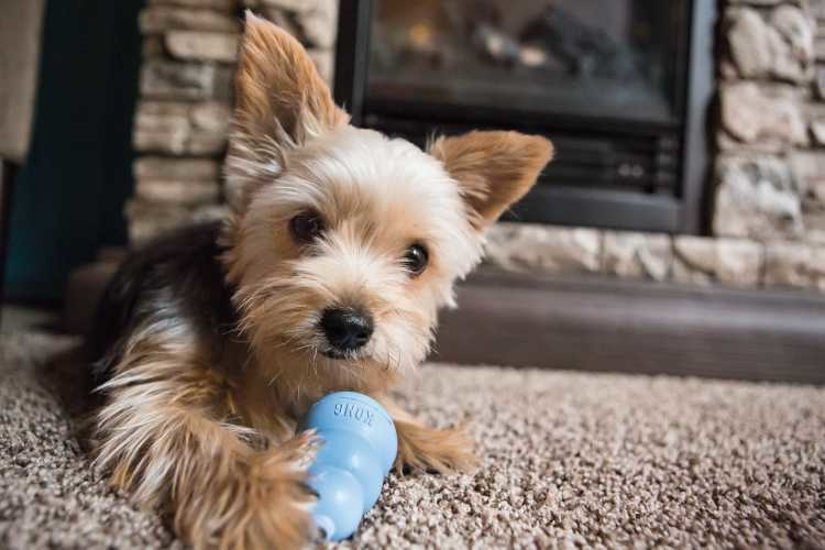 HUNTER_8088_41943_live_002_16-lpr