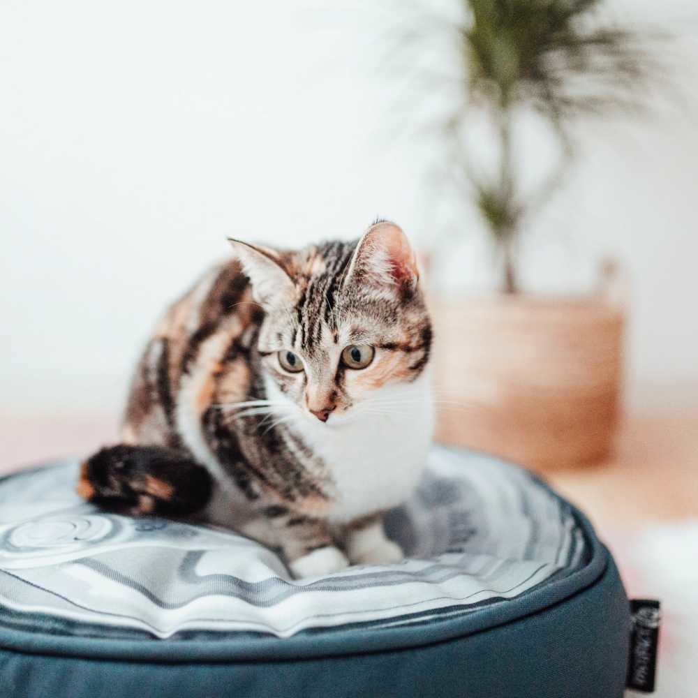 image - 2020-03-02T145813.770