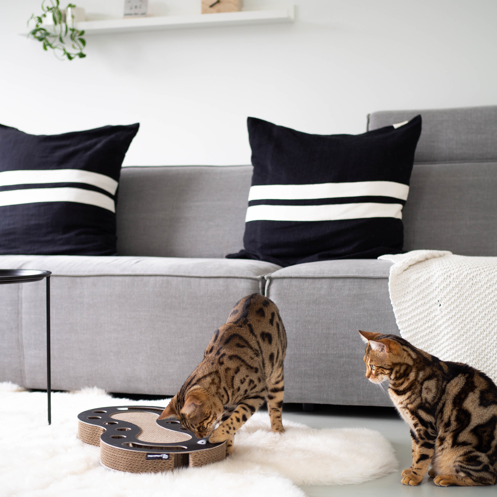 interactief-kattenspeelgoed-snake (4)