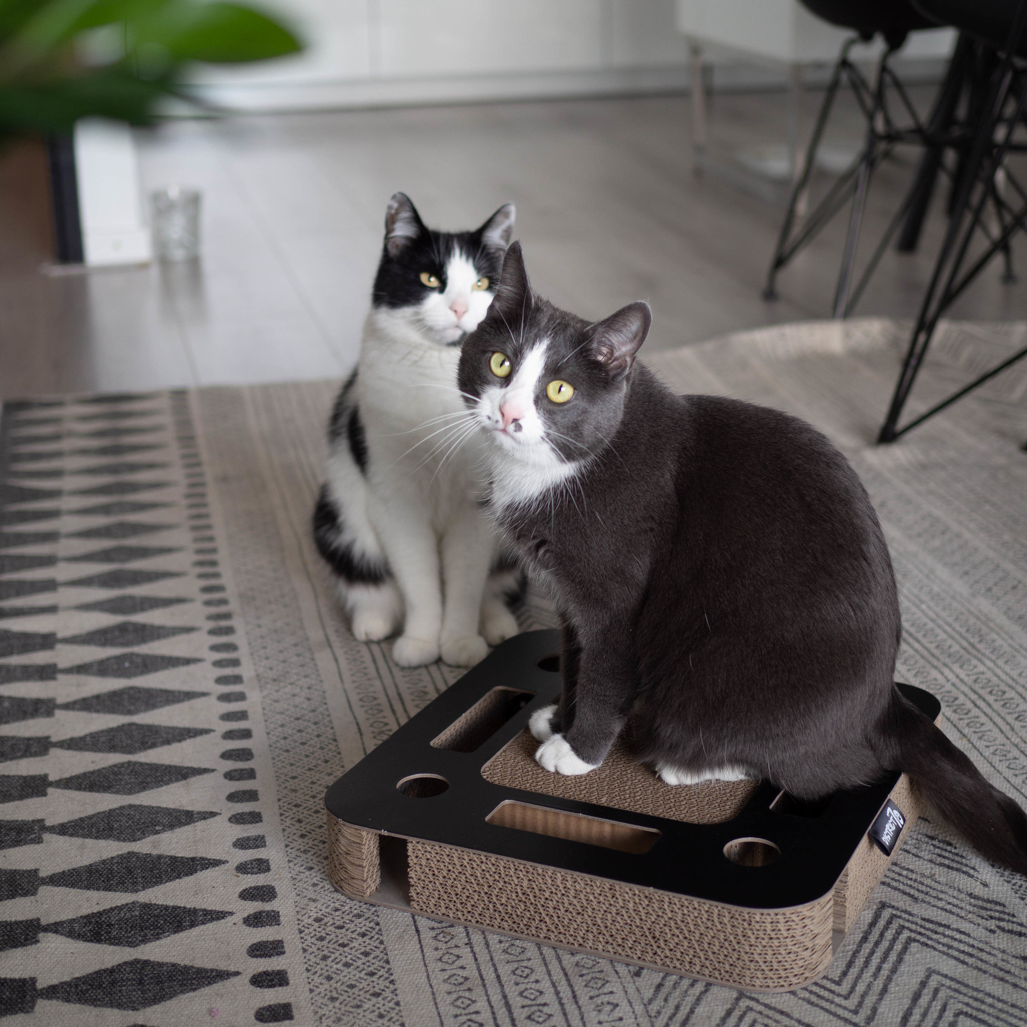 interactief-krabspeelgoed-van-karton-met-balletje (5)