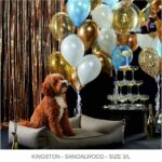 Kingston_champagne_labradoodle_snObbs-pdf