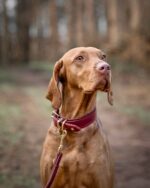 lederhalsband-klassik-soft-burgundy-60cm-35mm~2