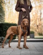 leder-hundegeschirr-old-english-xs-old-dark-brown~2