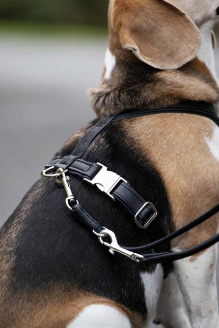 leder-hundegeschirr-schwarz-xs~2
