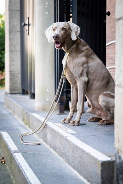 lederleine-rundgenaeht-bergblume-beige-gold-2m-10mm~2