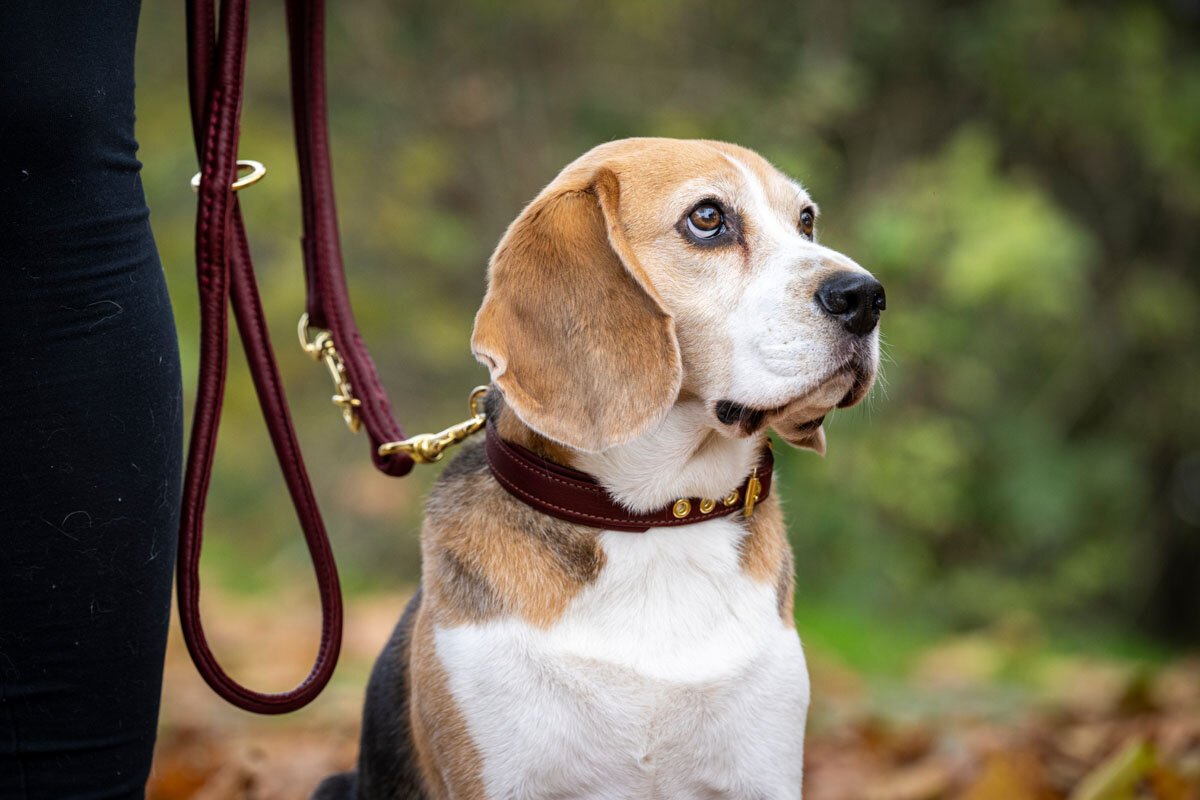 lederleine-rundgenaeht-burgundy-burgundy-gold-2m-4mm~2