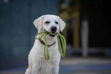 lederleine-rundgenaeht-pistazie-2m-10mm-pistazie-silber~2