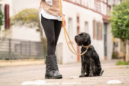 lederleine-rundgenaeht-sand-sand-gold-2m-10mm~4