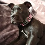 lunaticthestaffy_1800x1800