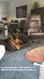 NEW_Wodan_snObbs_dark_chocolate_100cm_hondenmand_Bonny