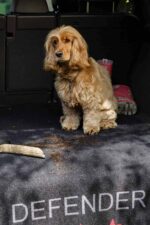 Pet-Rebellion-Defender-action-7-scaled-1