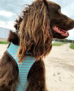 redvoice88_1800x1800