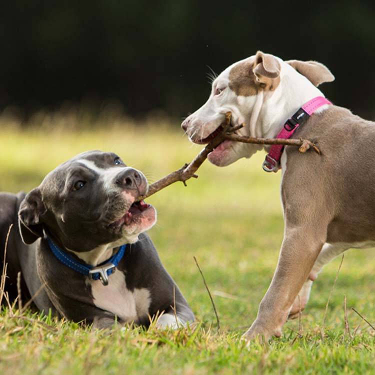 rogz hondenhalsband safety blauw3