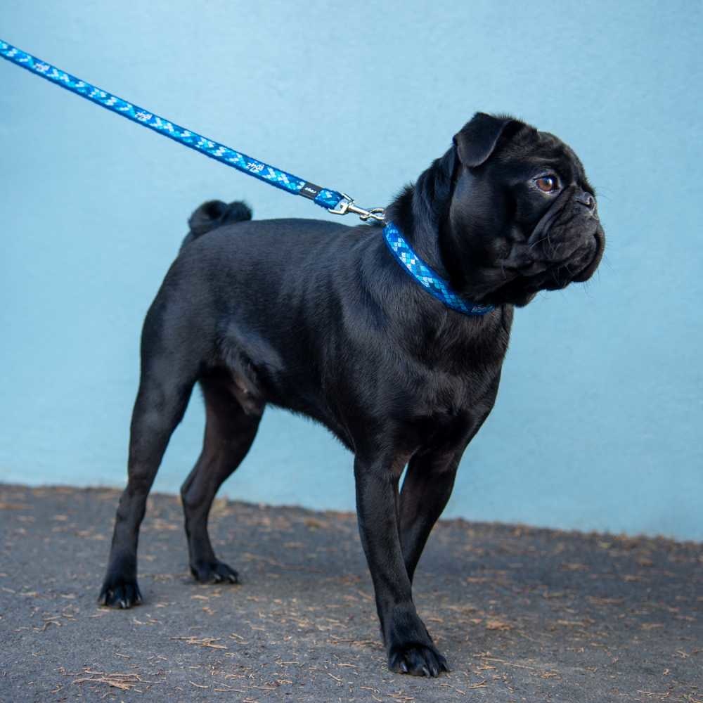 Rogz-Small Dog-Lead-Classic-Fashion-M-Amphibain Blue-Lifestyle-1