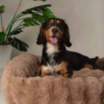 scruffs-scruffs-alpine-box-bed-m-l-xl-xxl (7)